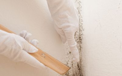 Homeowners’ Guide To Safe And Effective Mold Removal in Lincoln, NE